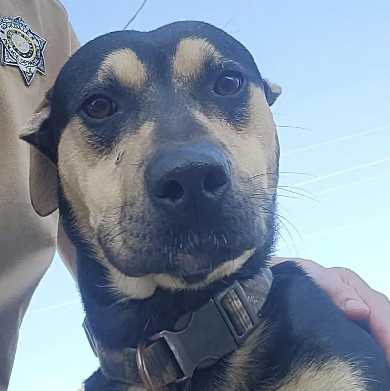 An adult medium-sized male Bicolor Beauceron dog named Anubis for adoption in Rockdale, TX