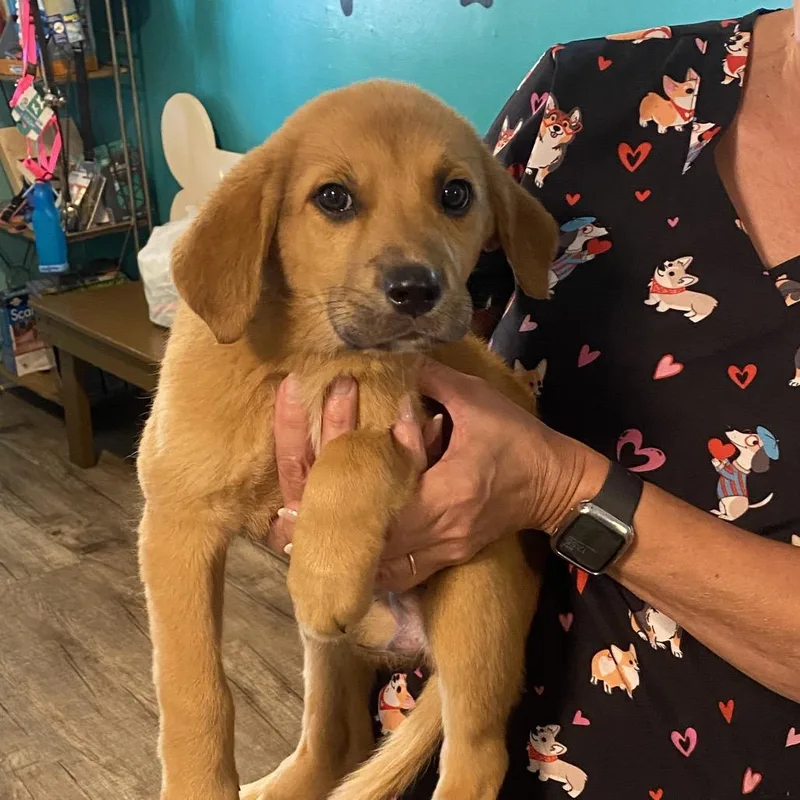 A baby medium-sized female Yellow / Tan / Blond / Fawn Great Pyrenees dog named Blossom for adoption in Jefferson city, TN