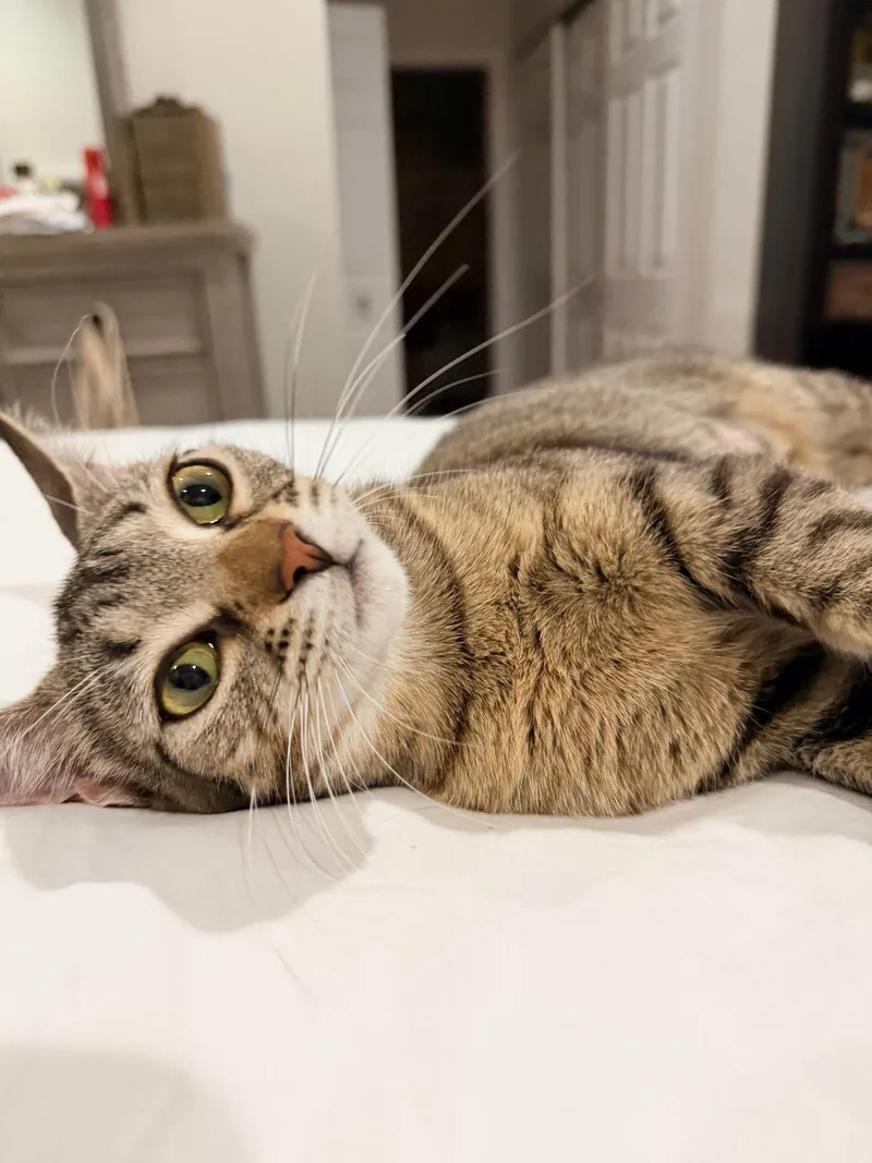 A young medium-sized female Tabby (Brown / Chocolate) Domestic Short Hair cat named Sassafrass for adoption in Lauderhill, FL