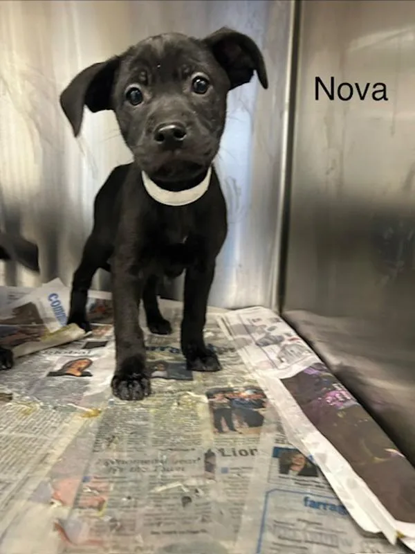 Nova