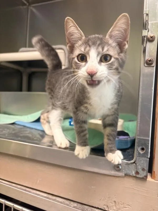 A young medium-sized male Gray / Blue / Silver Domestic Short Hair cat named Ranger for adoption in Warren, PA