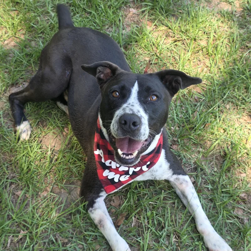 An adult large-sized male Mixed Breed dog named Elvis for adoption in Monticello, FL