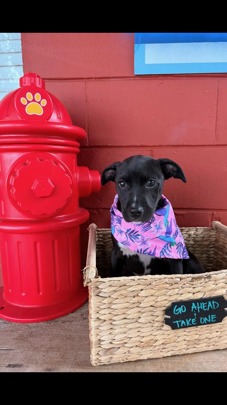 A young medium-sized female Black Labrador Retriever dog named Missy for adoption in Pensacola, FL