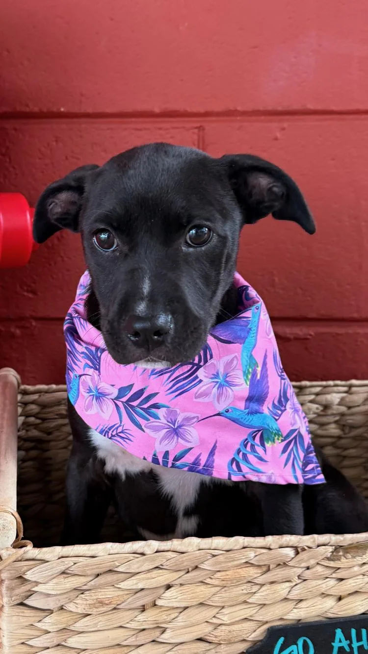 Missy thumbnail 2