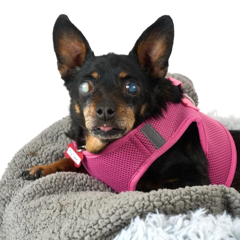 A senior small-sized female Black Chihuahua dog named Mix Tape for adoption in San Francisco, CA