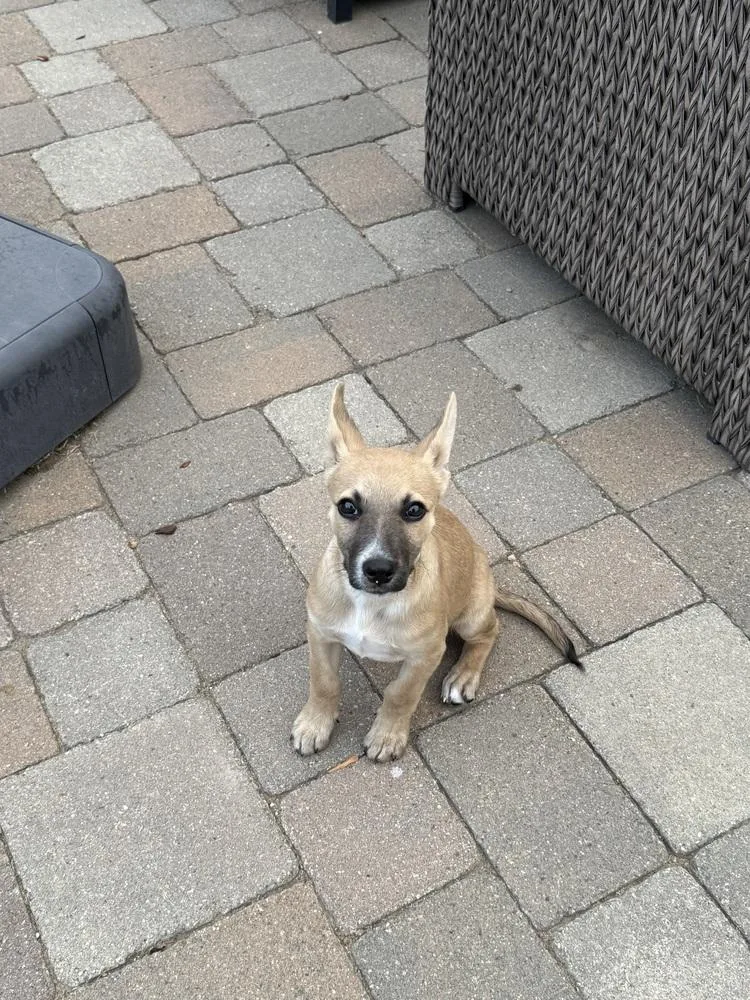 A baby medium-sized male Shepherd dog named Radar for adoption in Thornton, CO