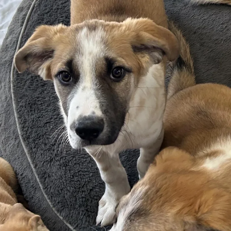 A baby medium-sized male Brown / Chocolate Shepherd dog named Spur for adoption in Flagstaff, AZ
