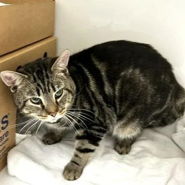 An adult large-sized male Brown / Chocolate Domestic Short Hair cat named Maceo for adoption in Novelty, OH