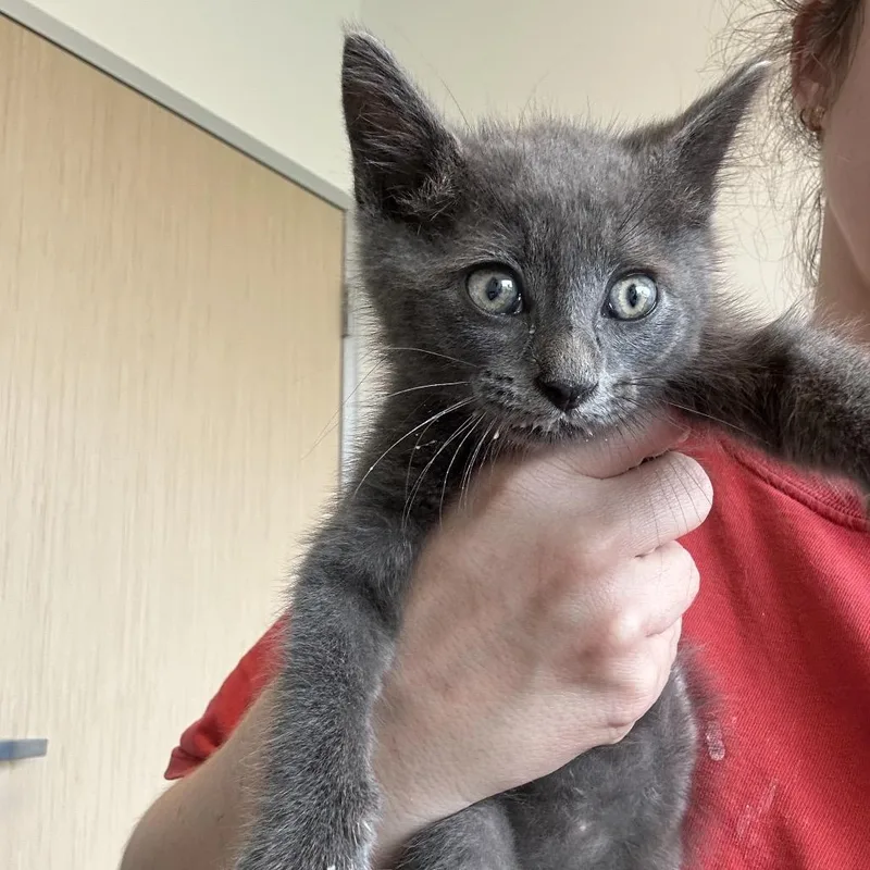 A baby small-sized male Gray / Blue / Silver Domestic Short Hair cat named Oscar for adoption in Leander, TX