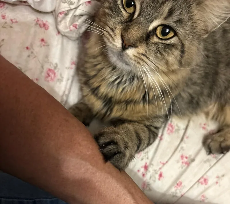 A young medium-sized female Domestic Medium Hair cat named Valerie for adoption in New York, NY