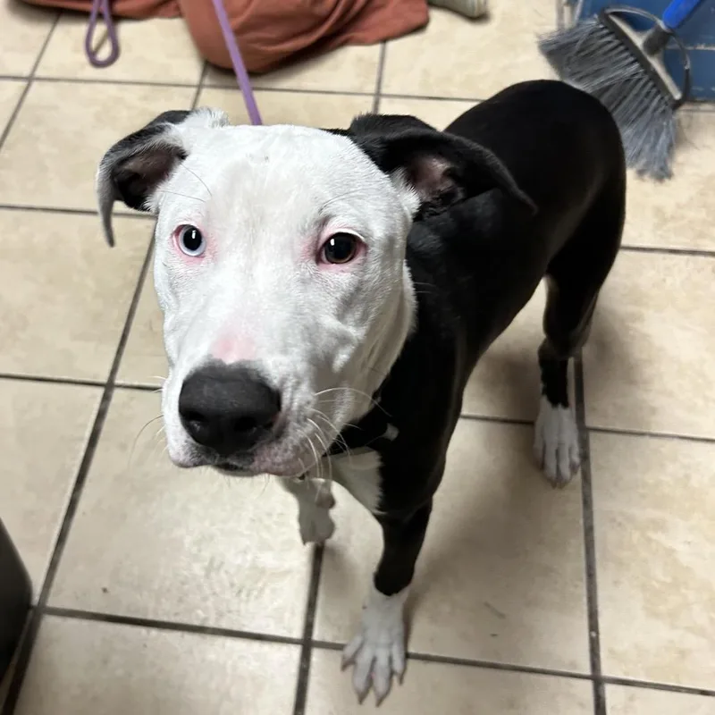 Bette Davis thumbnail 2