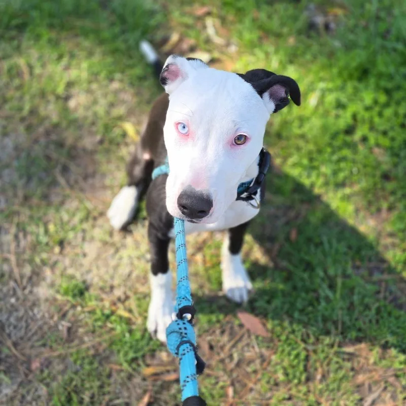 Bette Davis thumbnail 3