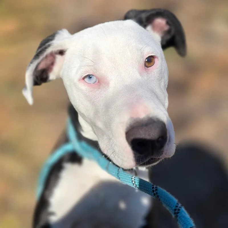 Bette Davis thumbnail 4