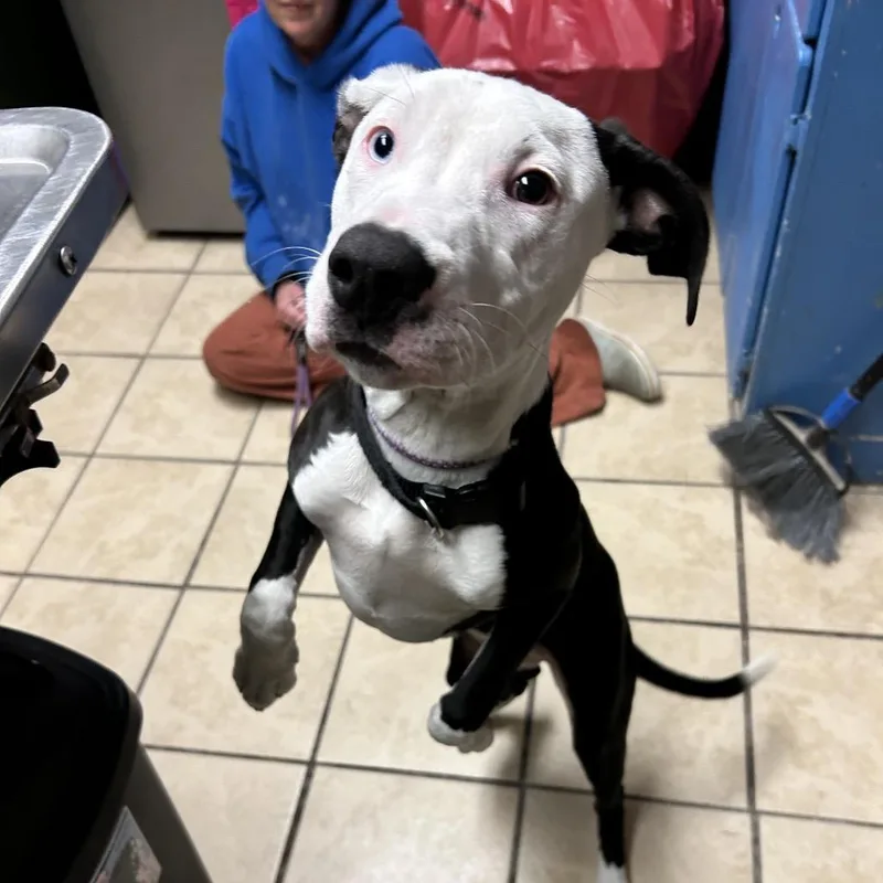 Bette Davis thumbnail 5