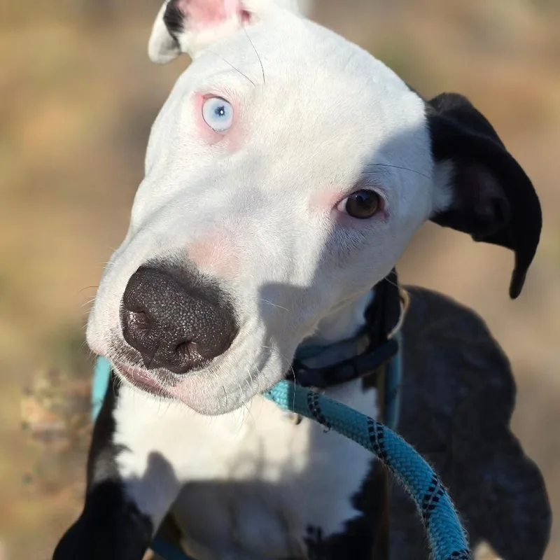 Bette Davis thumbnail 6