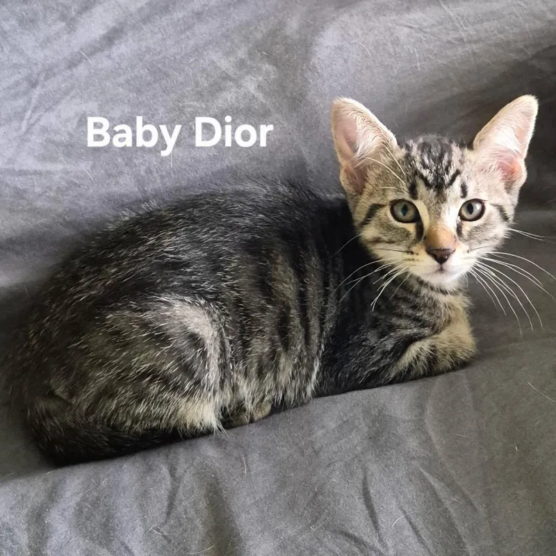 A baby small-sized male Brown / Chocolate Domestic Short Hair cat named Baby Dior for adoption in Matteson, IL