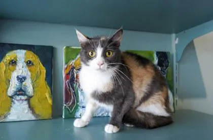 A baby small-sized female Domestic Short Hair cat named Summer for adoption in San Antonio, TX
