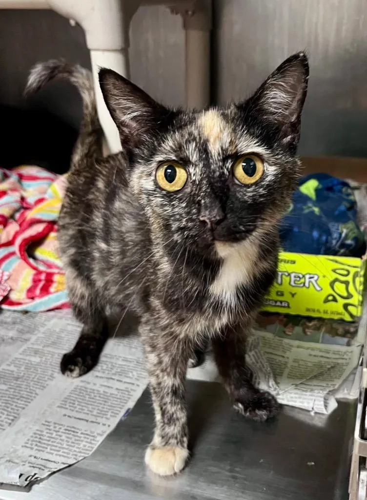 A young medium-sized female Domestic Short Hair cat named Fluttershy for adoption in Cincinnati, OH