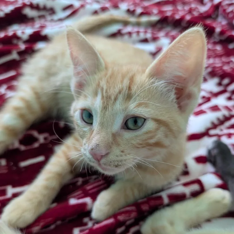 A baby small-sized male Orange / Red Domestic Short Hair cat named Neil Armstrong for adoption in Roselle, IL