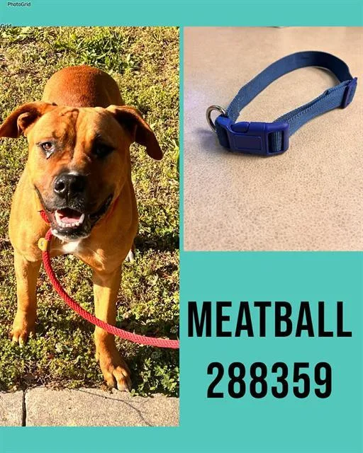 A young medium-sized male Mixed Breed dog named Meatball for adoption in Macon, GA