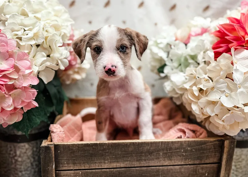 A baby medium-sized male White / Cream Terrier dog named Acorn Squash for adoption in Newberg, OR