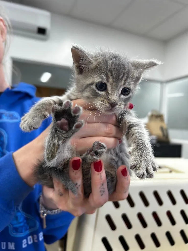 A baby small-sized female Domestic Short Hair cat named Lumen for adoption in Thousand Oaks, CA