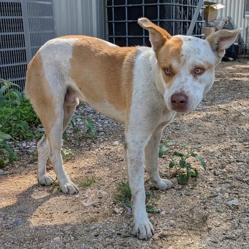 An adult medium-sized male White / Cream Cattle Dog dog named Link for adoption in Buchanan Dam, TX