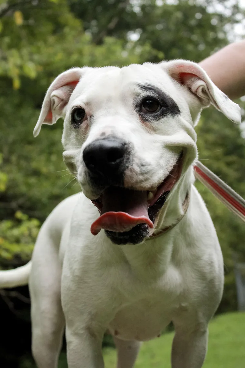 An adult medium-sized female American Bulldog dog named Maybelle for adoption in Ona, WV
