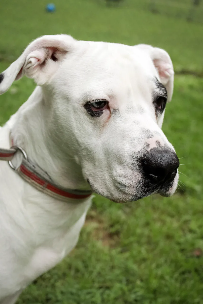 Maybelle thumbnail 2