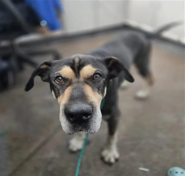 A senior large-sized male Mixed Breed dog named Bobby for adoption in Dallas, TX