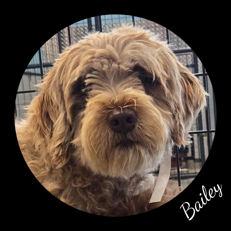 An adult medium-sized female Yellow / Tan / Blond / Fawn Portuguese Water Dog dog named Bailey for adoption in Fredericksburg, VA