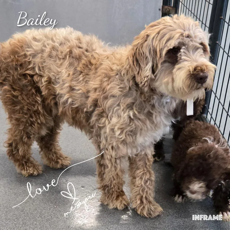Bailey thumbnail 3