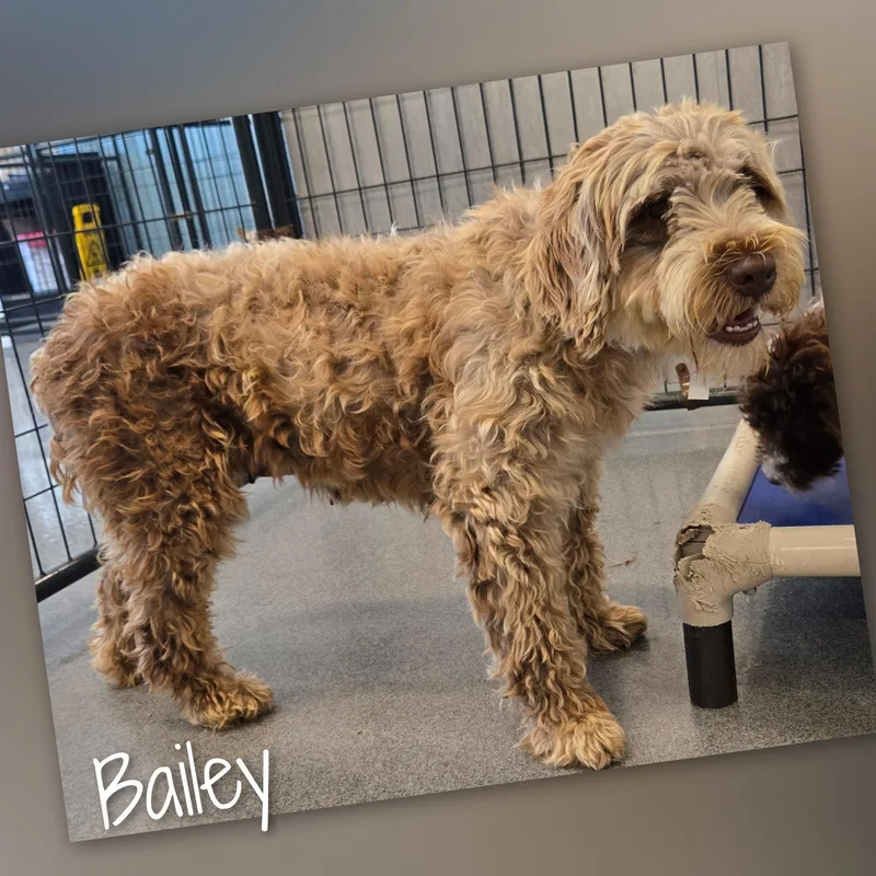 Bailey thumbnail 4
