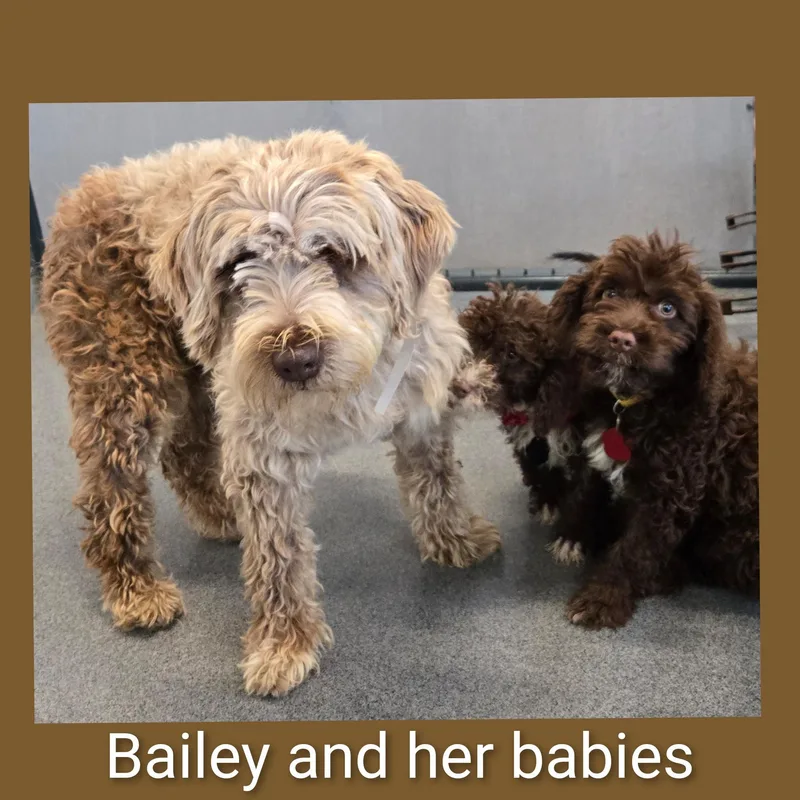 Bailey thumbnail 6