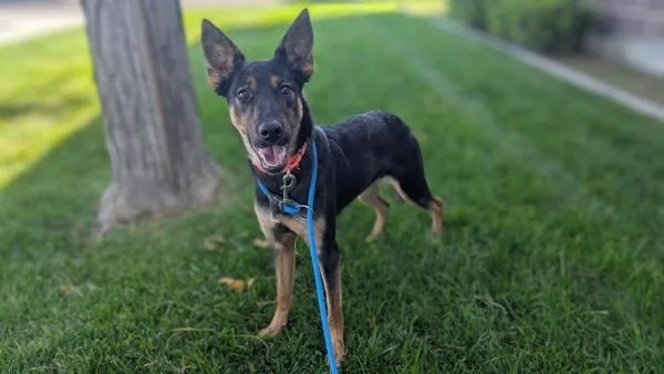 A young medium-sized female German Shepherd Dog dog named Sylvia for adoption in Salt Lake City, UT