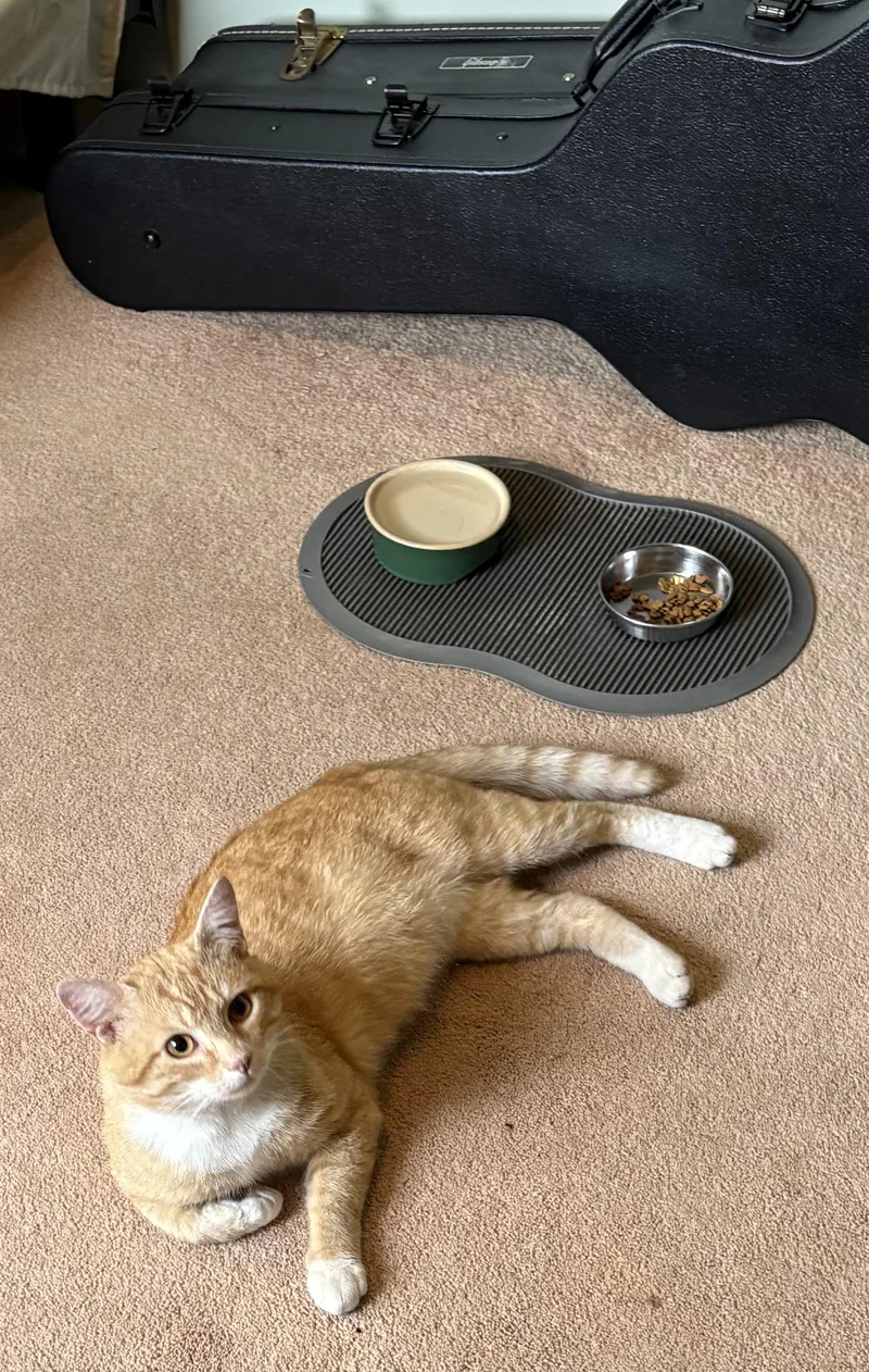 A young medium-sized male American Shorthair cat named George for adoption in Montclair, NJ