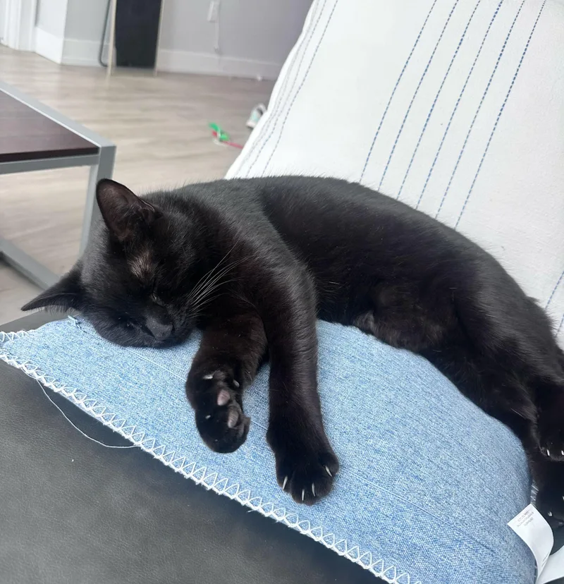 A young medium-sized male Black Domestic Short Hair cat named Duffel Bag for adoption in Columbia, SC