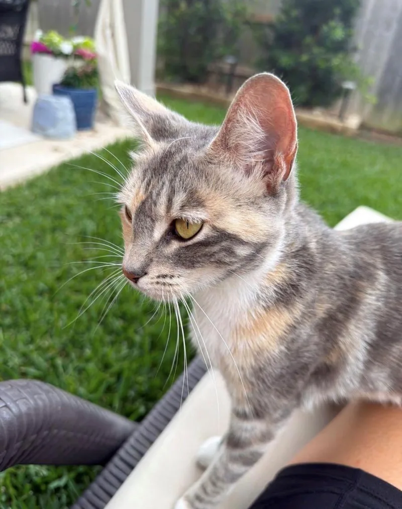 Luna Ii