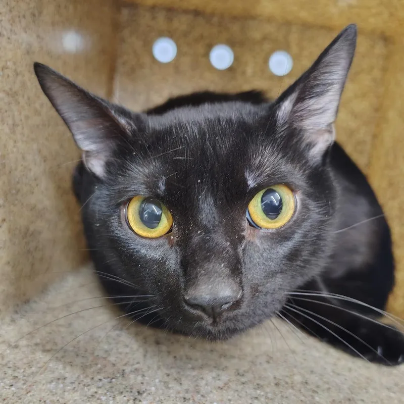 An adult medium-sized male Black Domestic Short Hair cat named Water Boy for adoption in Springtown, TX