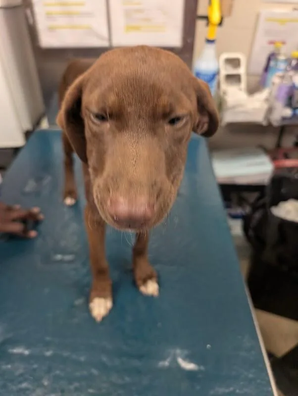 A young small-sized female Brown / Chocolate Mixed Breed dog named Hermione for adoption in Mobile, AL