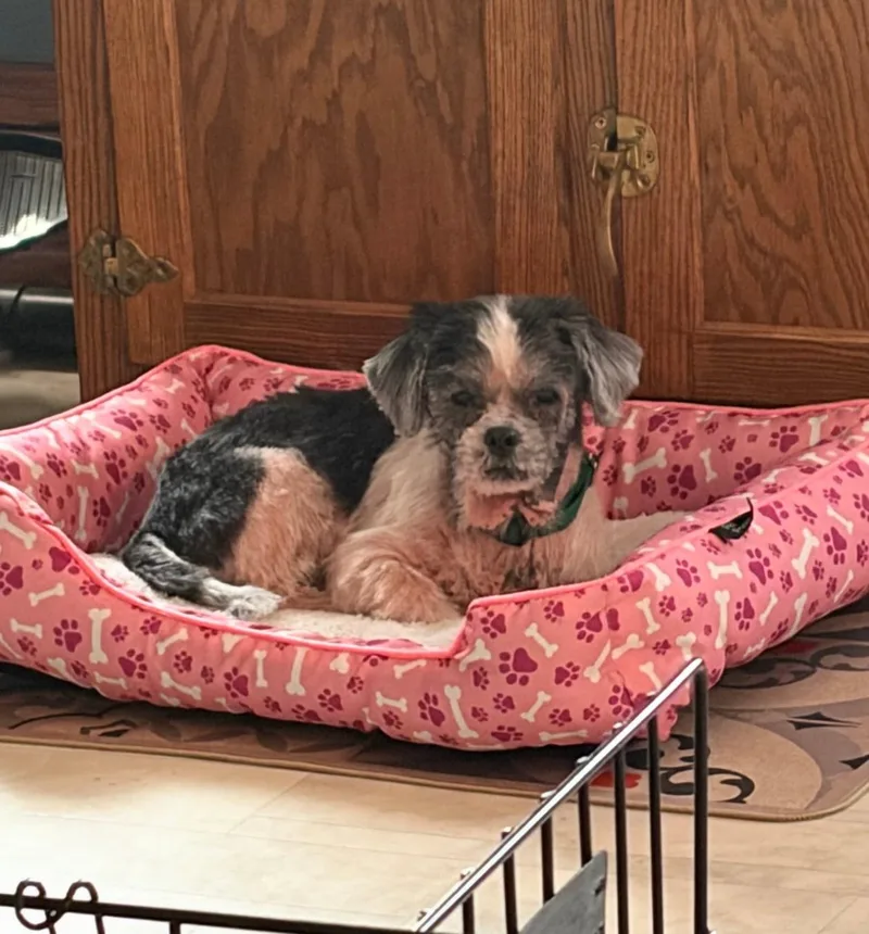 A senior small-sized male Shih Tzu dog named Lu for adoption in Celina, OH