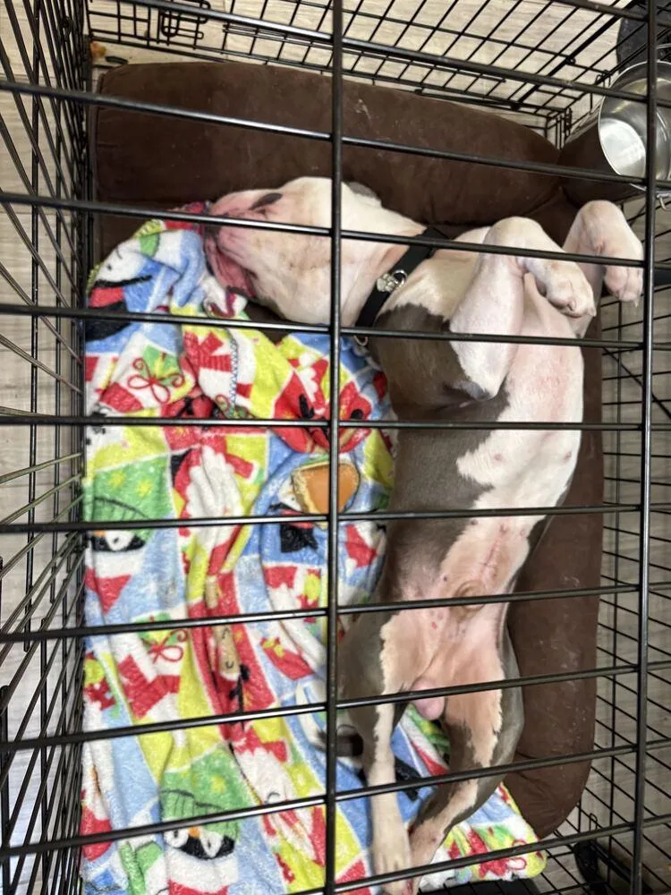 An adult medium-sized male American Bulldog dog named Rugar for adoption in Lakeland, FL