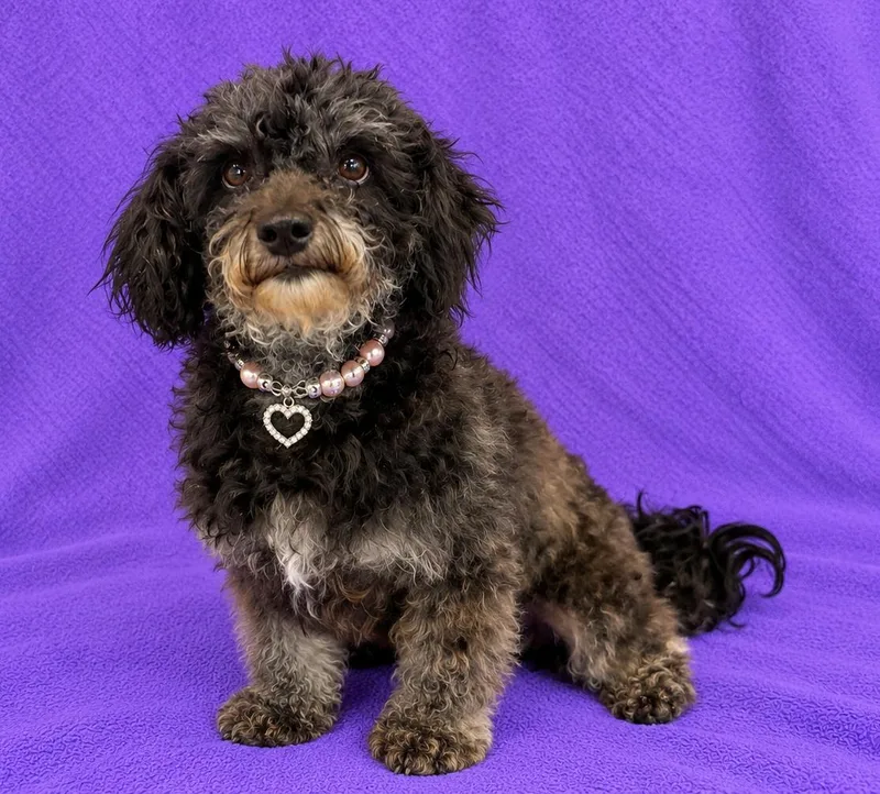A young small-sized female Black Poodle (Toy) dog named Luna for adoption in Lodi, CA