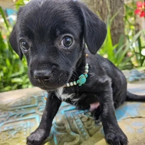 A baby small-sized male Black Chiweenie dog named McBolt for adoption in Houston, TX