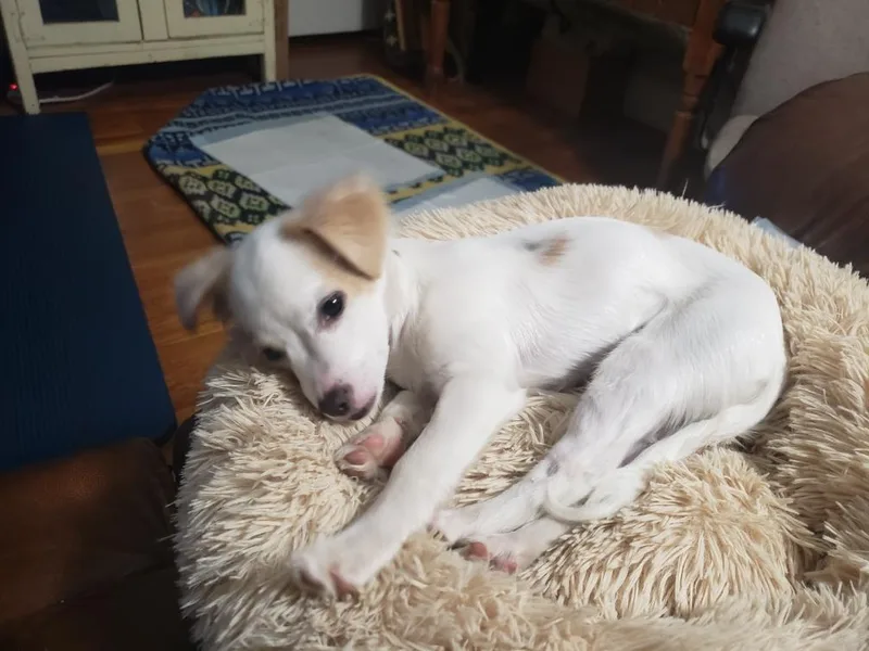 A baby small-sized male Terrier dog named Chico for adoption in Elk Grove, CA