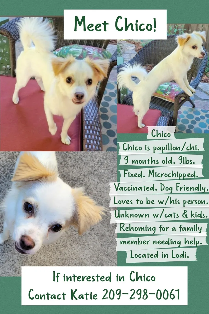 Chico thumbnail 3