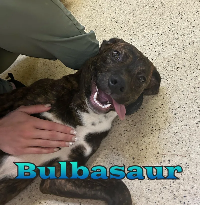 A baby medium-sized male Hound dog named Bulbasaur for adoption in Muncie, IN