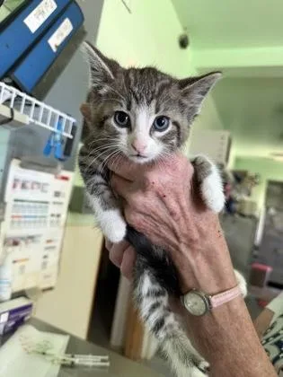 A baby medium-sized male Black Domestic Short Hair cat named Brooks for adoption in Bedford, IN