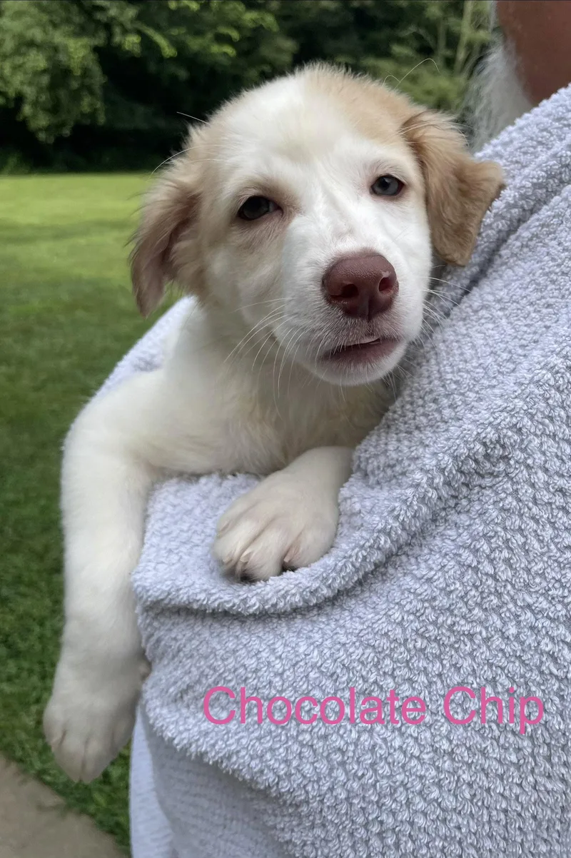 Chocolate Chip