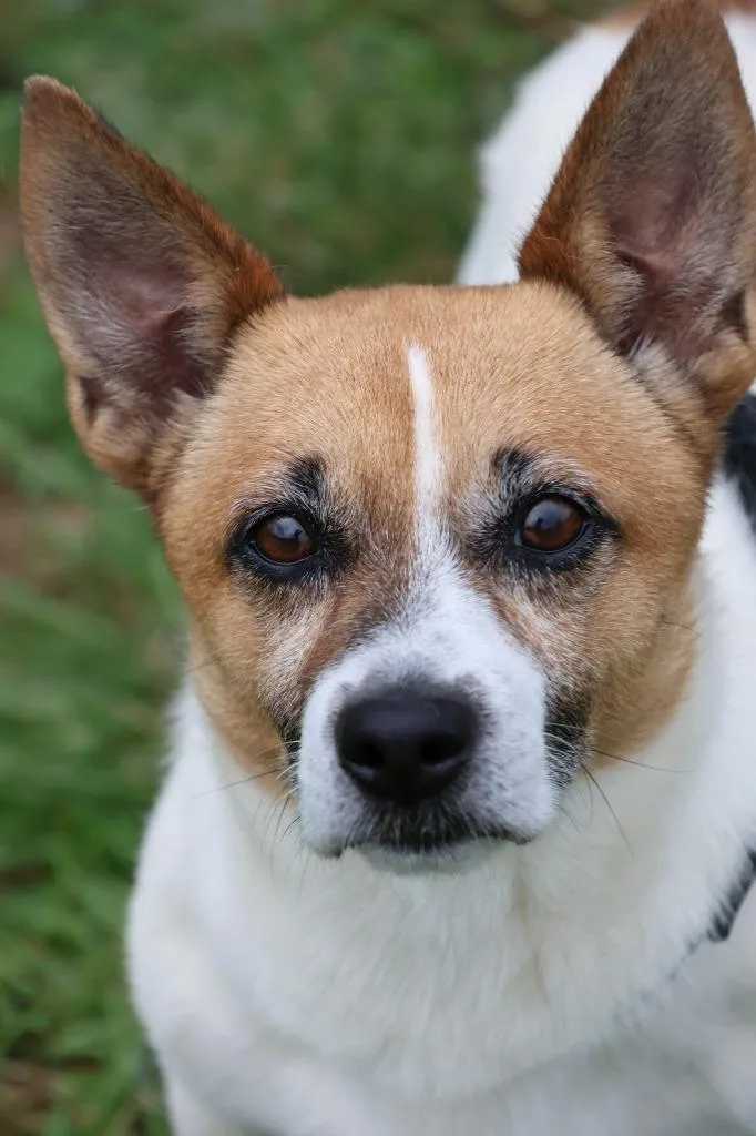 A young small-sized male Mixed Breed dog named Sambo for adoption in Columbia, TN